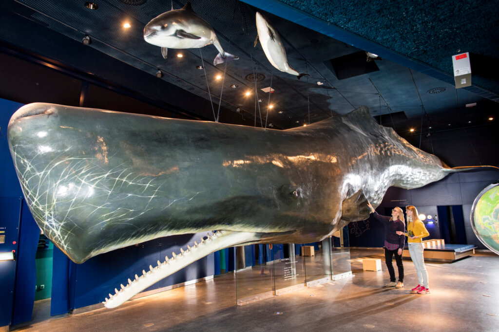 Pottwalnachbildung im Museum