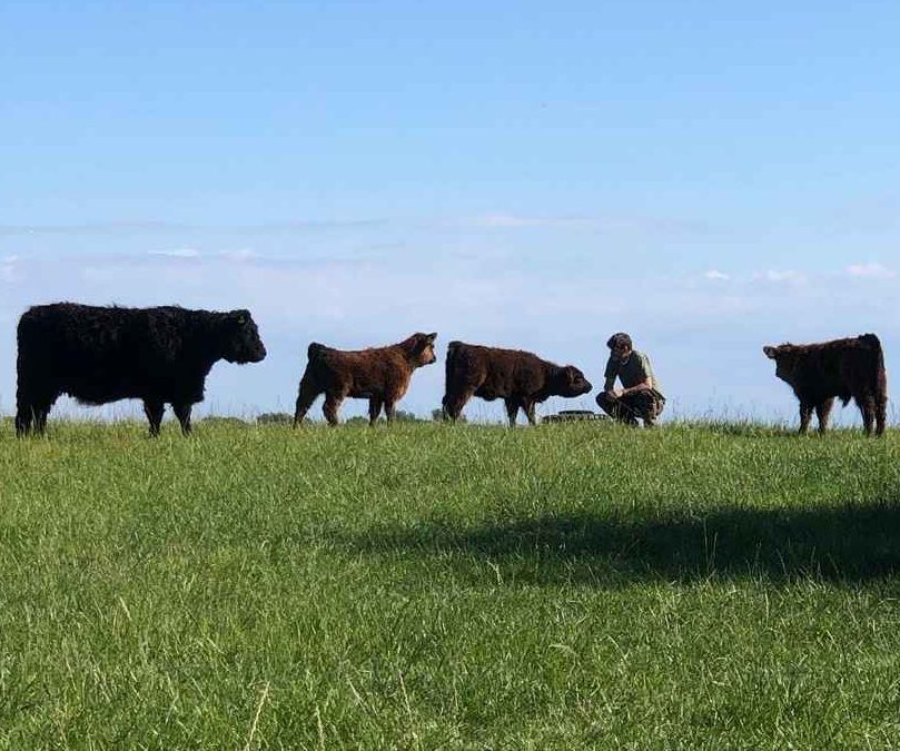 Rinder mit Mensch auf der Weide