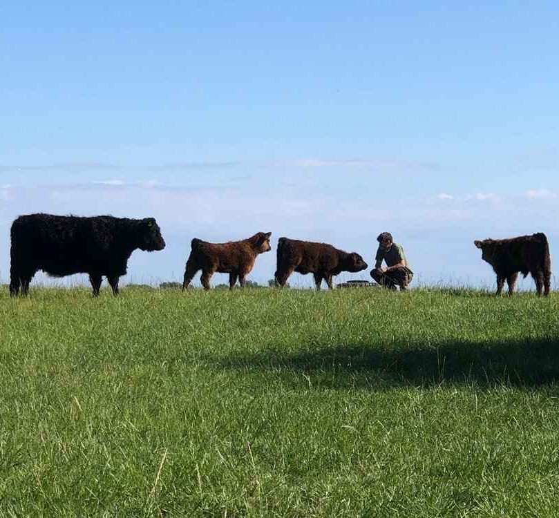 Rinder mit Mensch auf der Weide