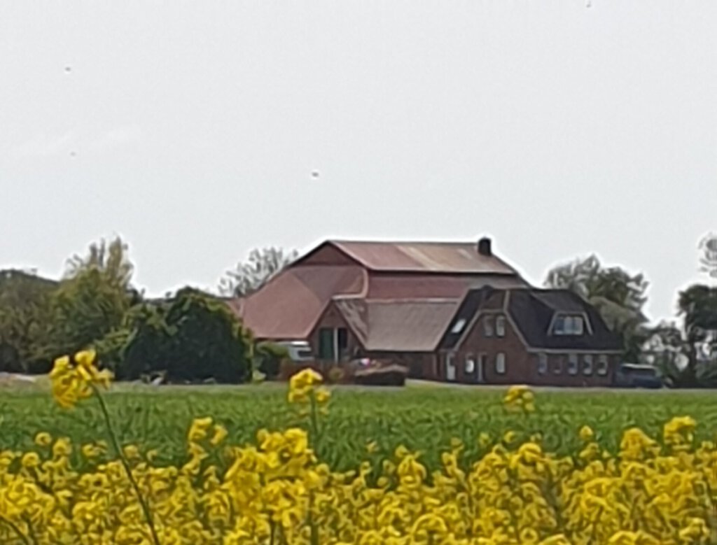 Bauerhof hinter Rapsfeld