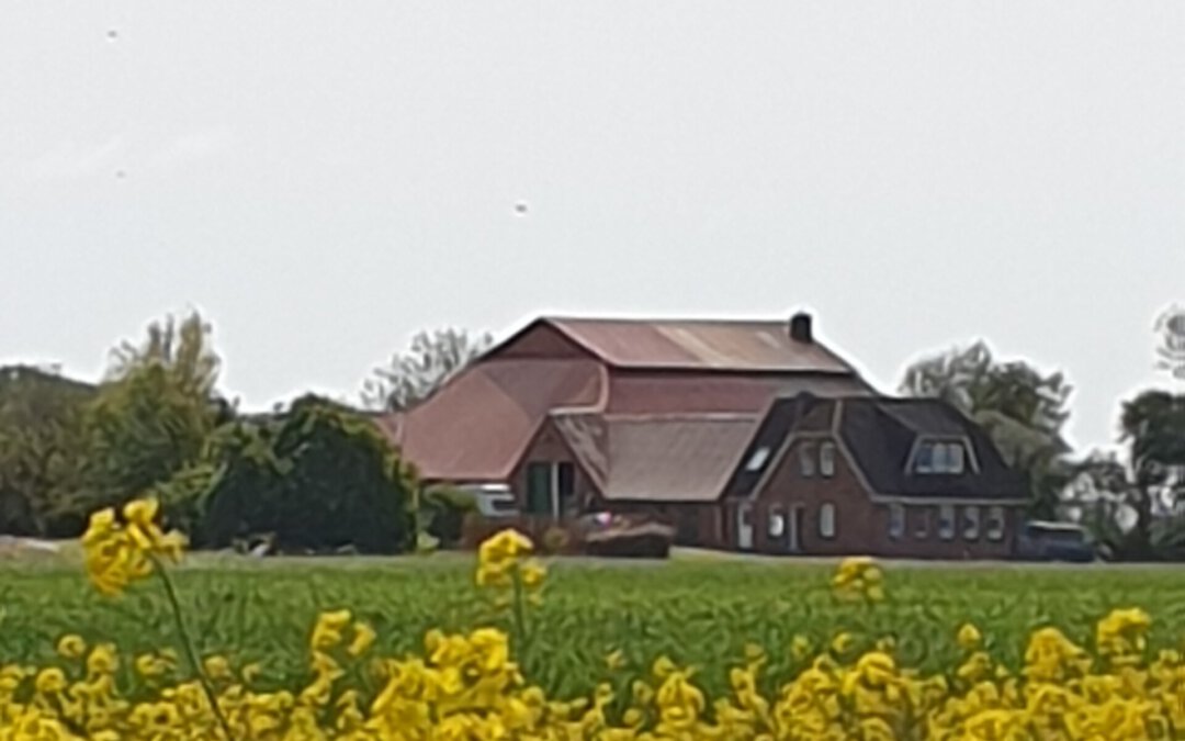 Bauerhof hinter Rapsfeld