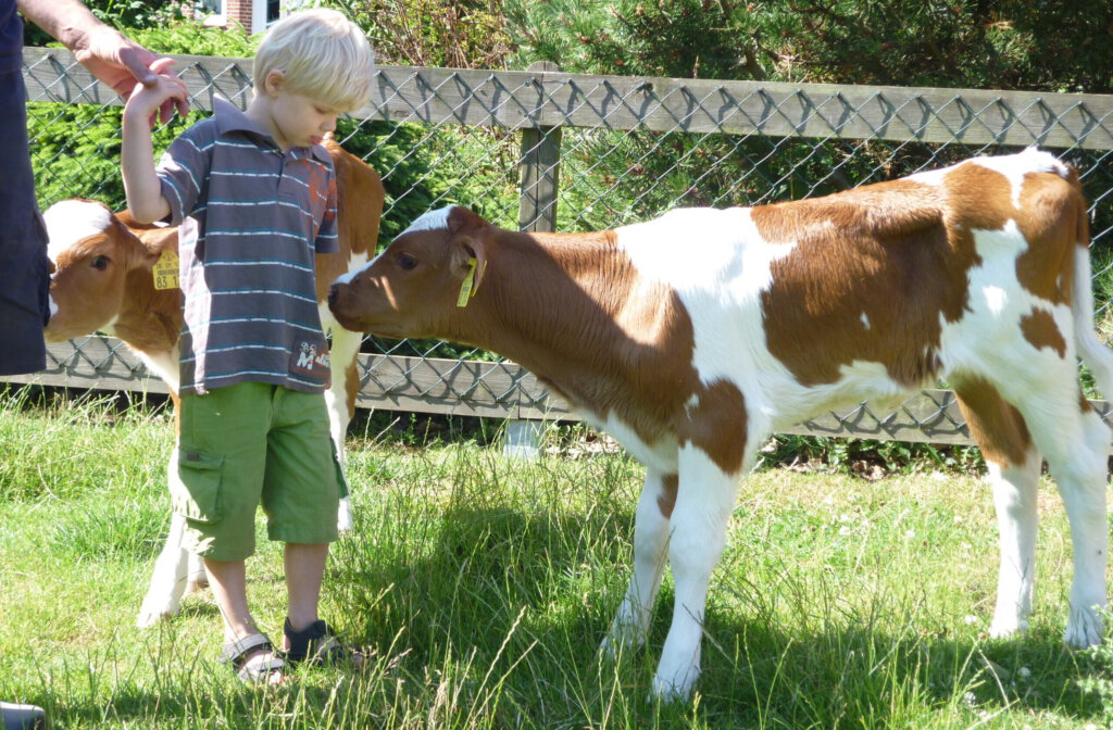 Kind streichelt Kalb