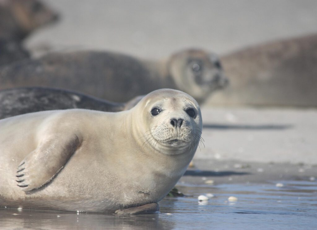 Seehund am Strand