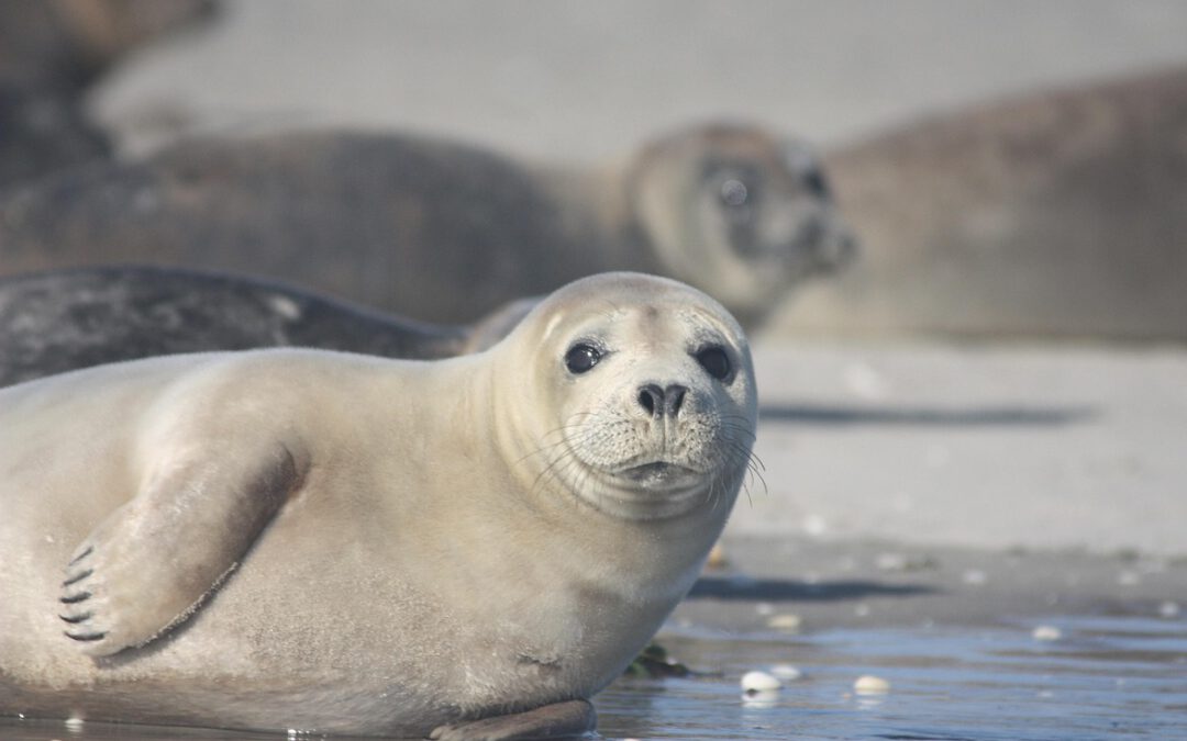 Seehund am Strand